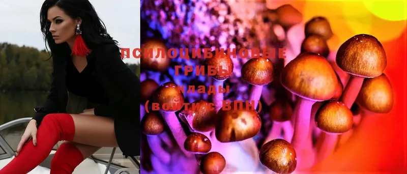 Псилоцибиновые грибы Psilocybine cubensis  дарнет шоп  Верещагино 